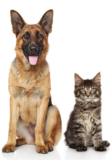 atlanta pet care.